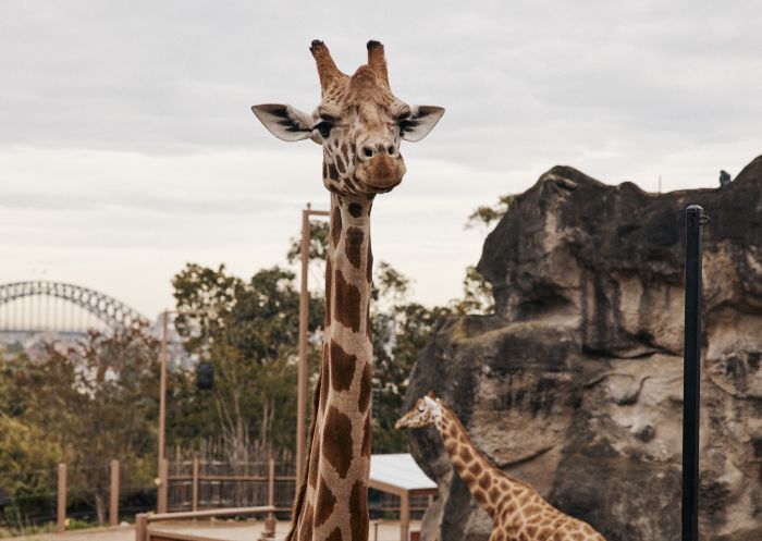 Resident giraffes at Taronga Zoo, Mosman in Sydney North