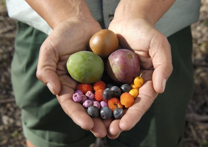 Aboriginal Bush Tucker Tour at The Royal Botanic Garden,  Sydney City