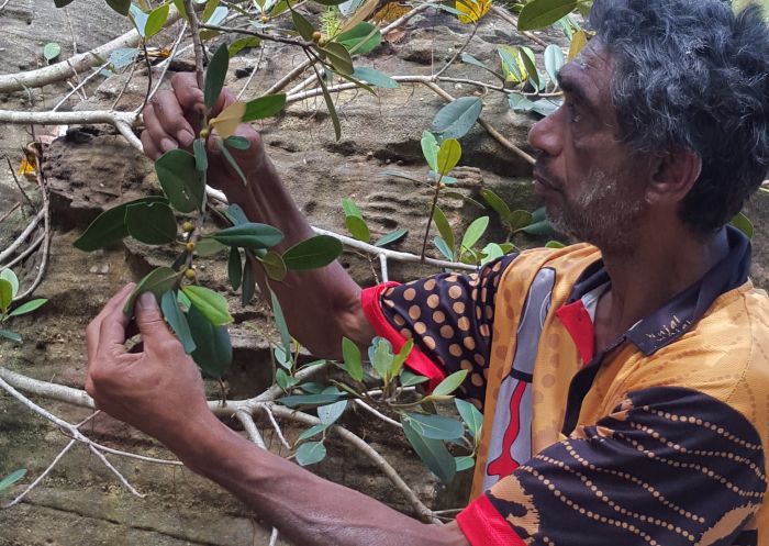 Tour guide showing Port Jackson Figs plant at Kadoo Tours in Pagewood, Sydney East