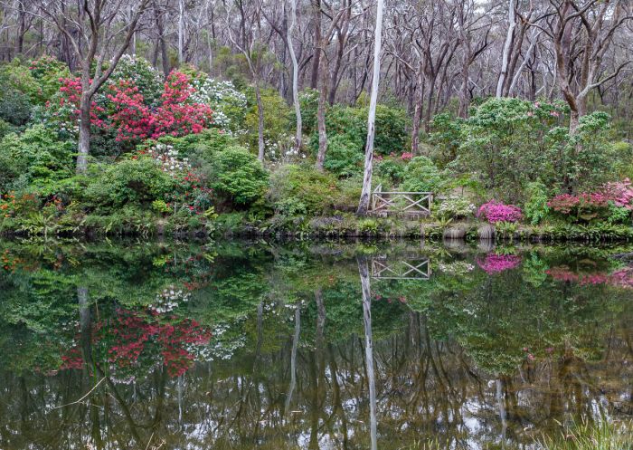 Campbell Rhododendron Gardens at Blackheath in Katoomba, Blue Mountains
