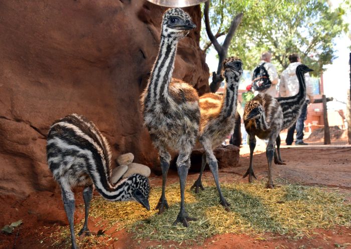 WILD LIFE Sydney Zoo, Darling Harbour - Credit: Merlin Entertainment Group