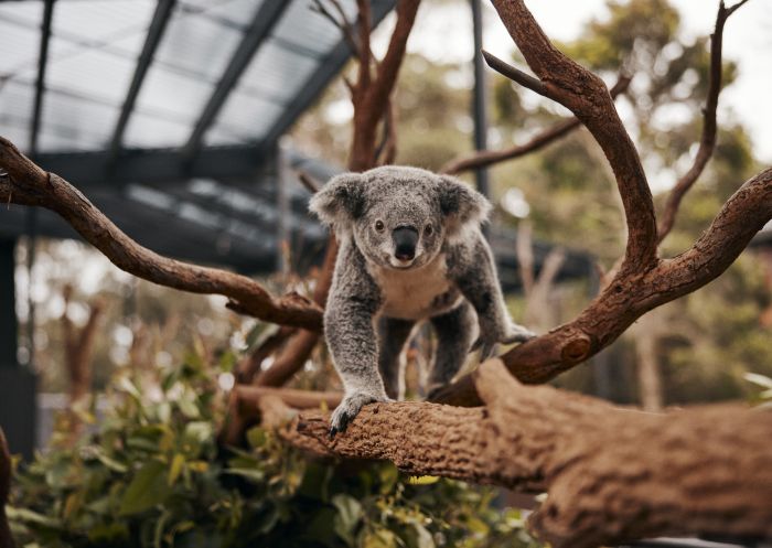 Resident koala at Taronga Zoo, Mosman