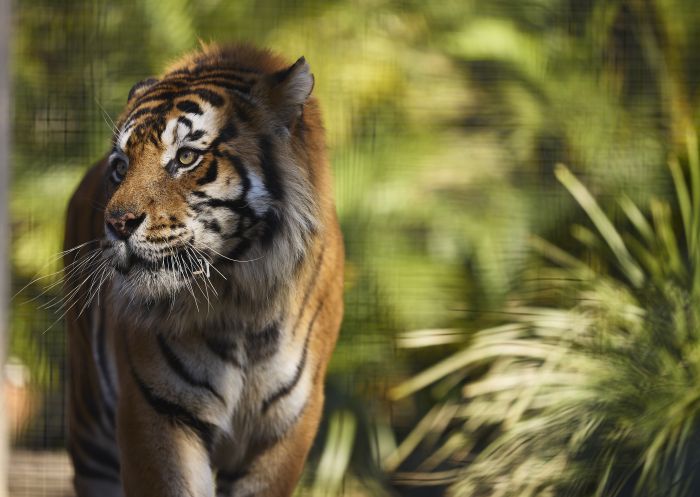 Zambi Wildlife Sanctuary, Penrith, Sydney West