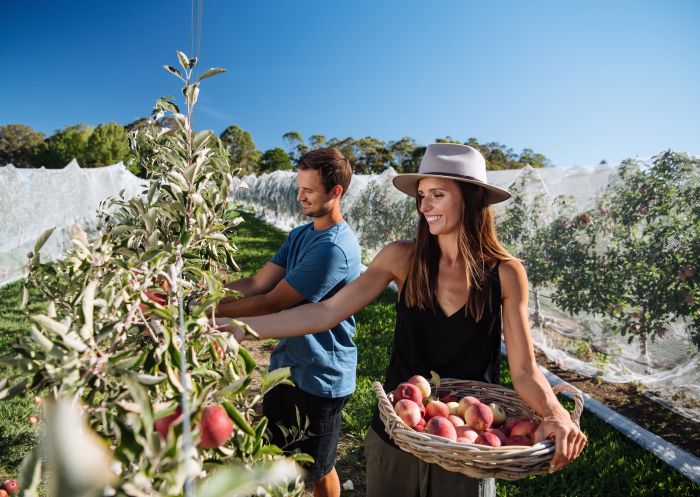 Couple enjoying a day of apple picking at Shields Orchard, Bilpin