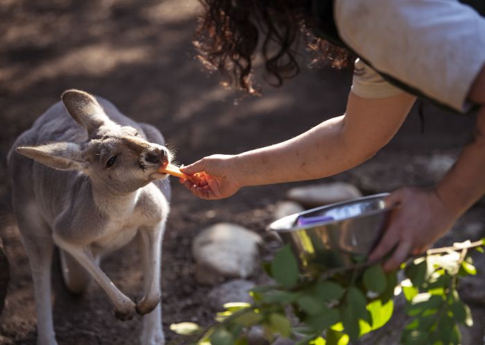Guests enjoying an animal encounter experience at Taronga Zoo Sydney in Mosman, Sydney North