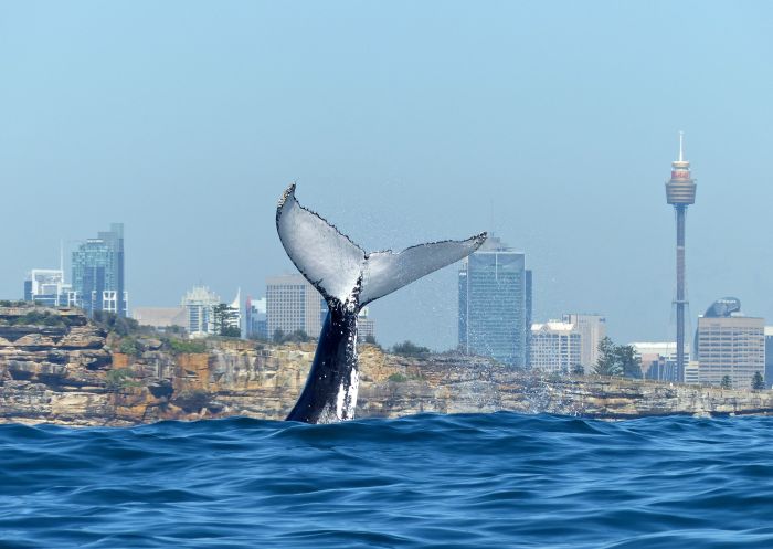 humpback whale fluke up dive close to Sydney Coast