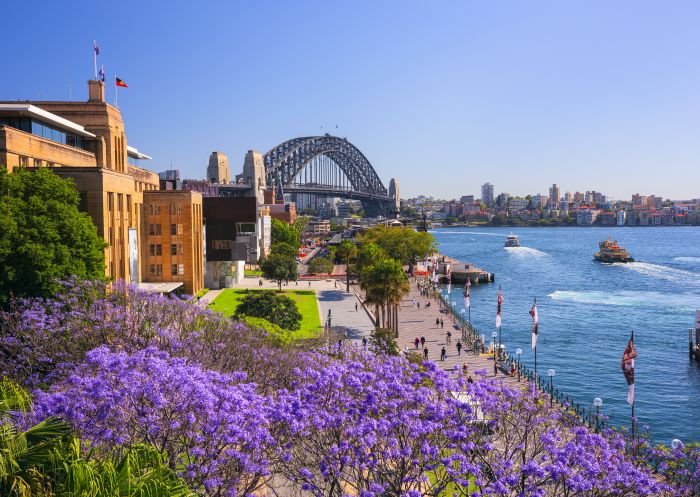 Jacaranda trees blooming in First Fleet Park in The Rocks, Sydney City