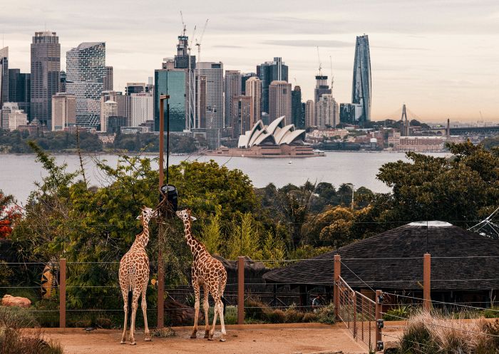 Resident giraffes at Taronga Zoo, Mosman