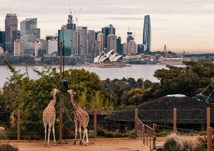 Resident giraffes at Taronga Zoo, Mosman