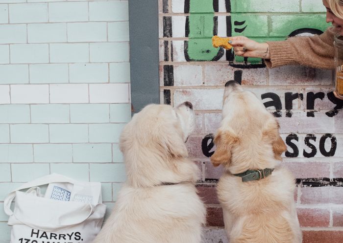 Dogs waiting for treats at Harry's Bar, Bondi 