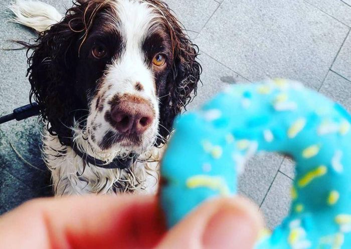 Dog treats at Naked Brew, Erskinville