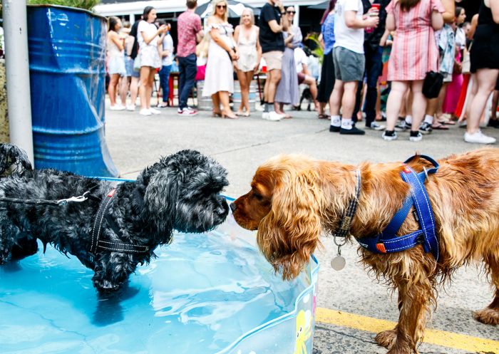 The Public House, Petersham - Credit: Yaya Stempler Dogs in the courtyard at The Public House, Petersham