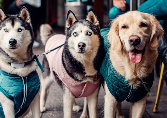 Dogs welcome in the beer garden at The Albion, Parramatta