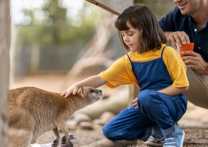 Child feeding a wallaby at Featherdale Wildlife Park, Doonside 