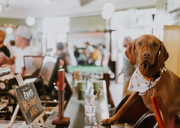 Erskinville Hotel, Newtown Pints4Paws at The Erko, Newtown