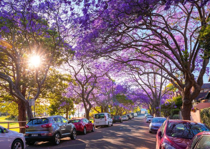 Jacaranda trees in full bloom along McDougall Street, Kirribilli