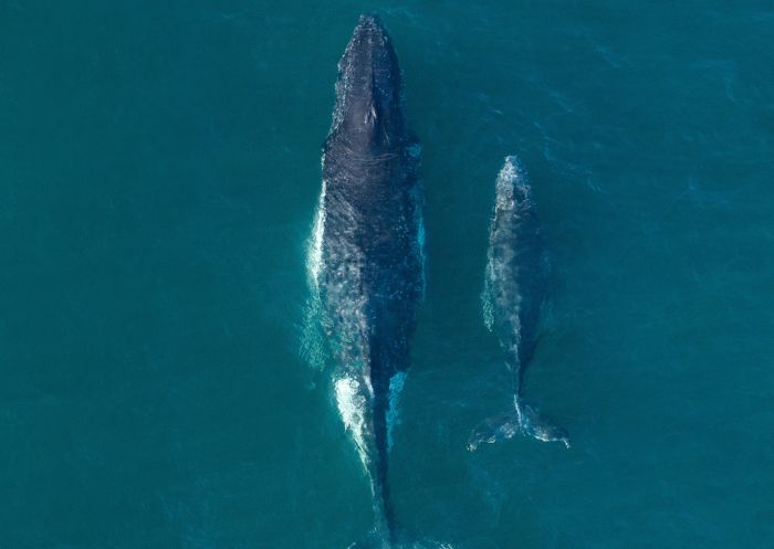 Mother and calf whales spotted along the Sydney coastline, Bondi Beach