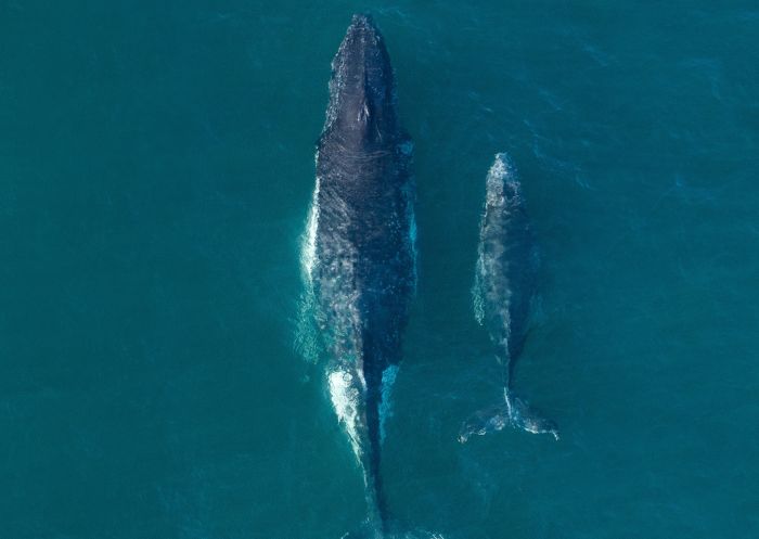 Whales, Bondi Beach Mother and calf whales spotted along the Sydney coastline, Bondi Beach