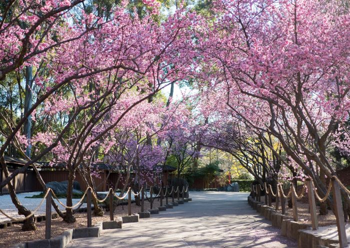 Cherry blossom trees in bloom at Auburn Botanic Gardens, Auburn