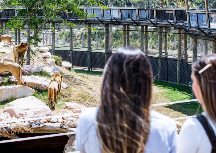 Women viewing the lions in the Africa exhibit at Sydney Zoo, Bungarribee in Western Sydney