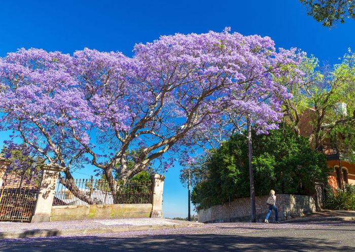 Jacarandas in spring bloom, Sydney