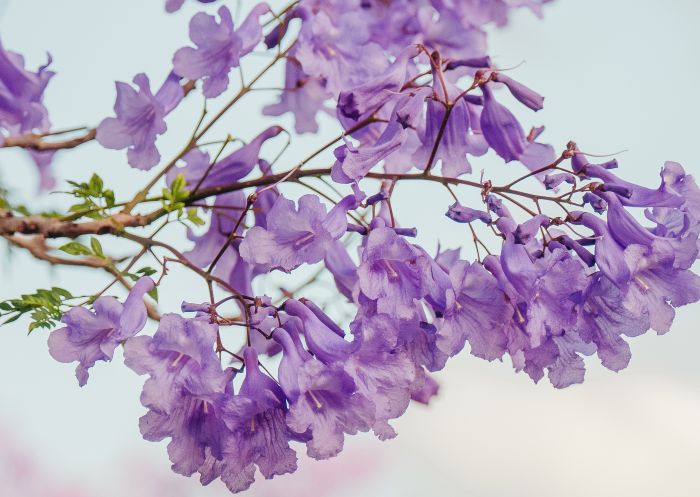 Close up of jacaranda in bloom