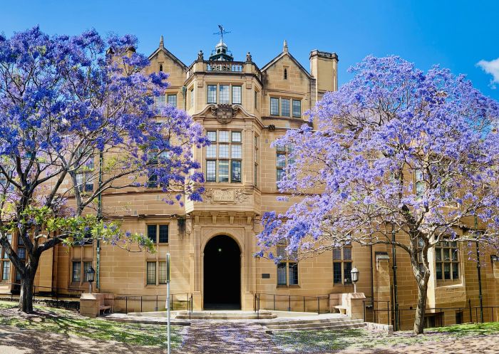 Jacarandas at Sydney University, Camperdown