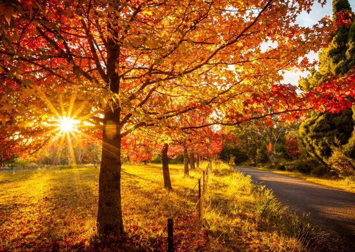 Fiery autumn leaves on trees lining a quiet street in Mount Wilson, Blue Mountains