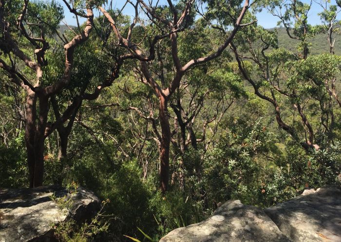 Karloo pools walking track in the Royal National Park, Heathcote