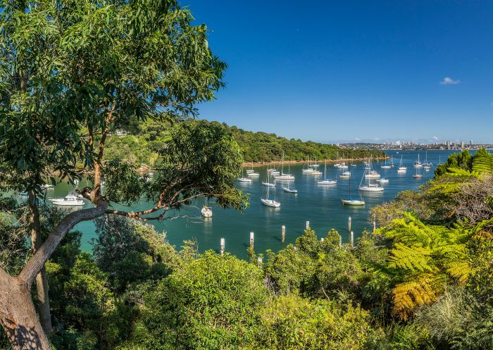 Sydney Harbour in summer at Little Sirius Cove, Mosman