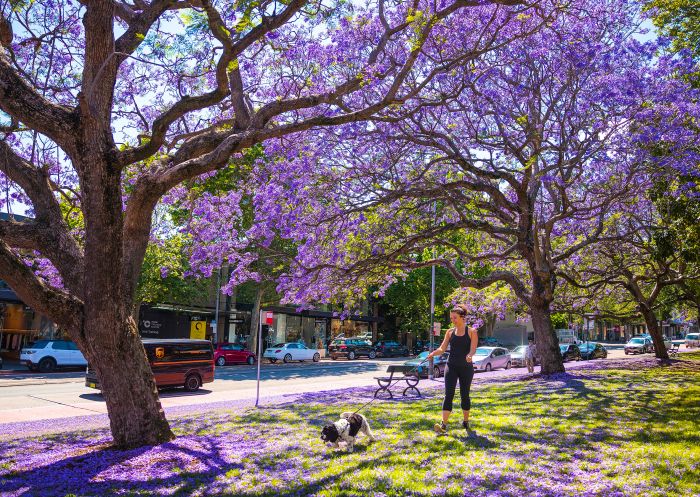 Jacarandas in Paddington
