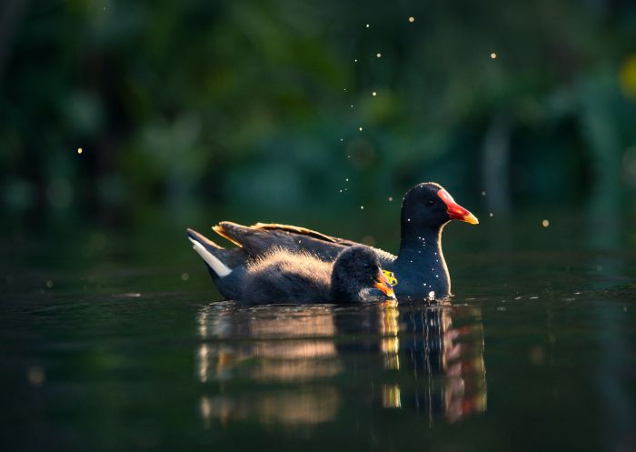 Water birds swimming in Lane Cove National Park, Lane Cove