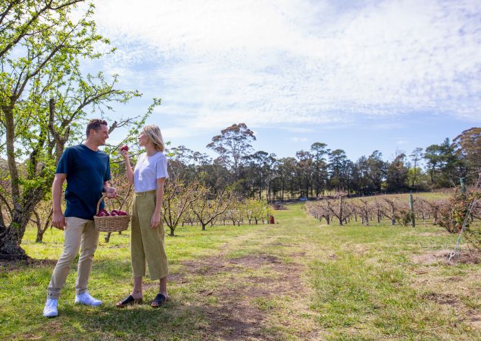 Couple enjoying a walk through the scenic grounds at Hillbilly Cider Shed, Bilpin