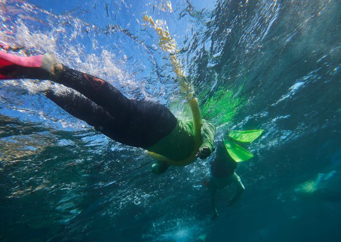 Snorkelling with Ecotreasures, Manly