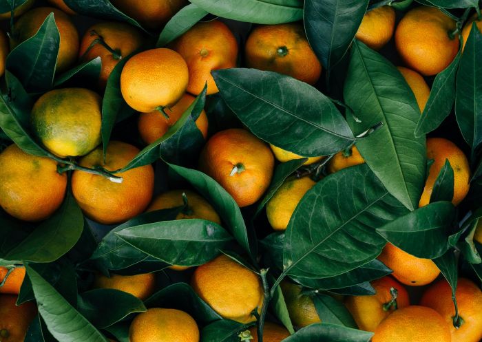  Oranges growing on the farm at Watkins Family Farm, Laughtondale