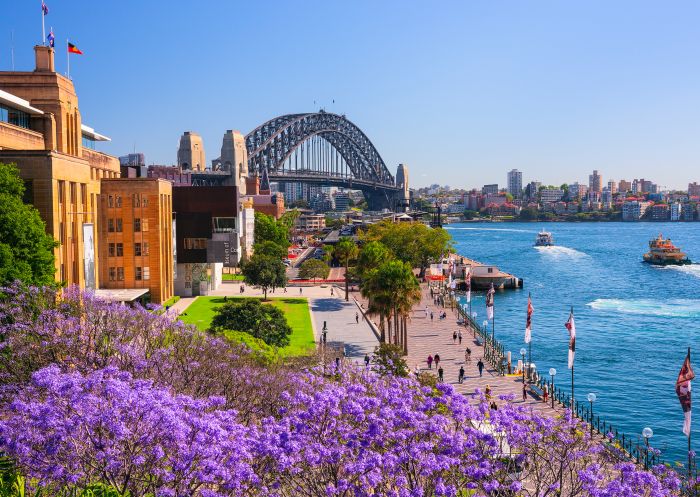 Jacaranda trees blooming in First Fleet Park in The Rocks, Sydney City