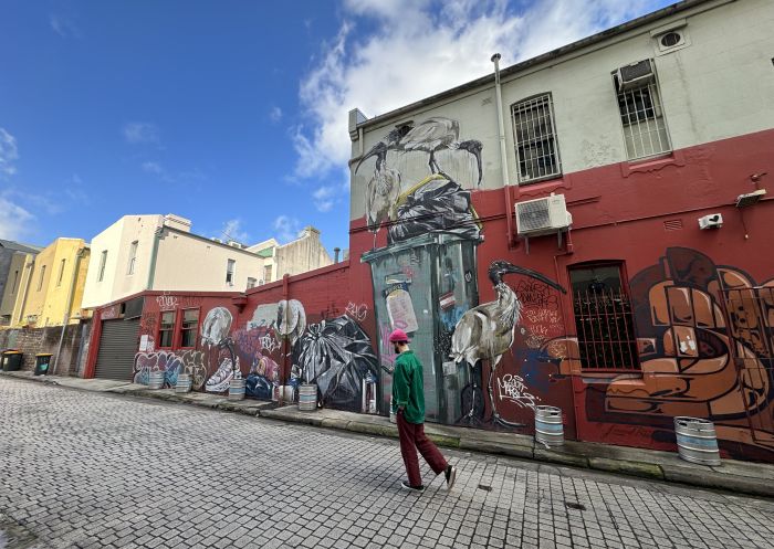 Bin chickens street art by artist Scottie Marsh in Chippendale - Credit: Eloise Basuki