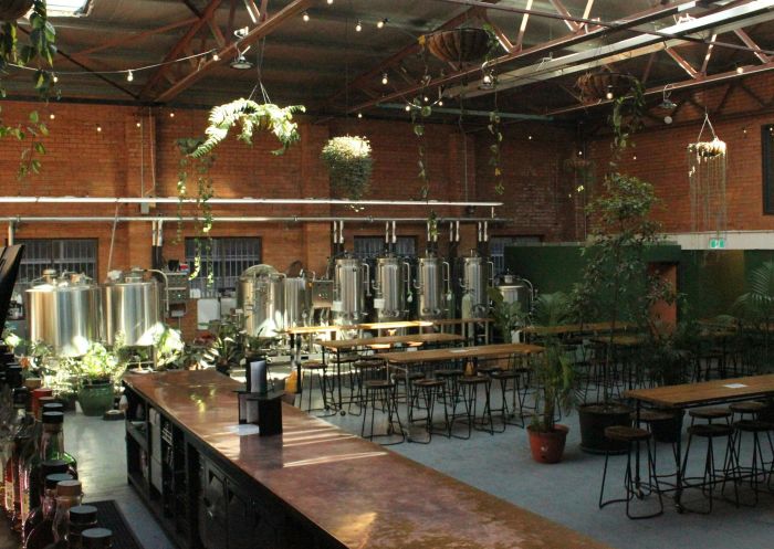The sunlit bar with hanging plants at Mixtape Brewing & Bar, Marrickville