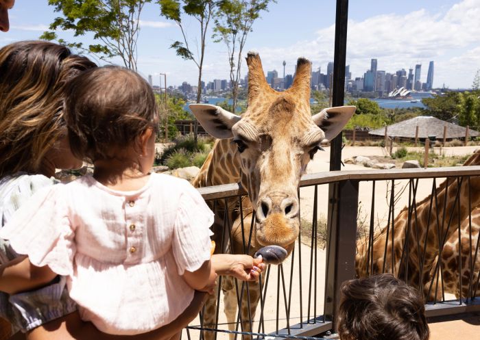Family feeding a giraffe at Taronga Zoo, Mosman