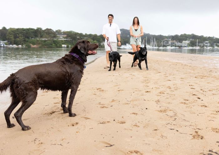 Couple walking their dogs on the beach at Bayview Dog Park, Bayview