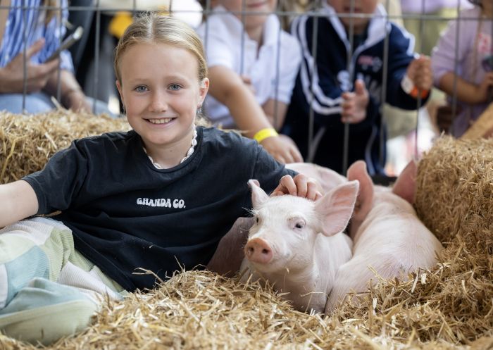 Child with piglets, Sydney Royal Easter Show, Sydney - Credit: Sydney Royal Easter Show