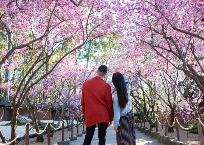 Sydney Cherry Blossom Festival - Credit: Sydney Cherry Blossom Festival Couple walking through cherry blossoms at Sydney Cherry Blossom Festival in Auburn