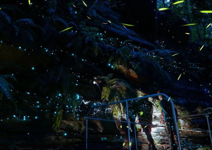 Glow worm tours at Wollemi Ridge Retreat - Credit: Wollemi Ridge Retreat