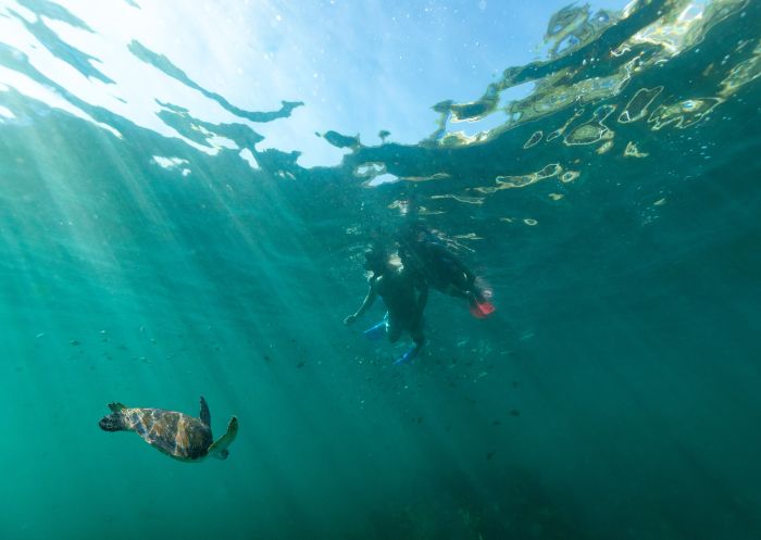 Snorkelling at Shelly Beach