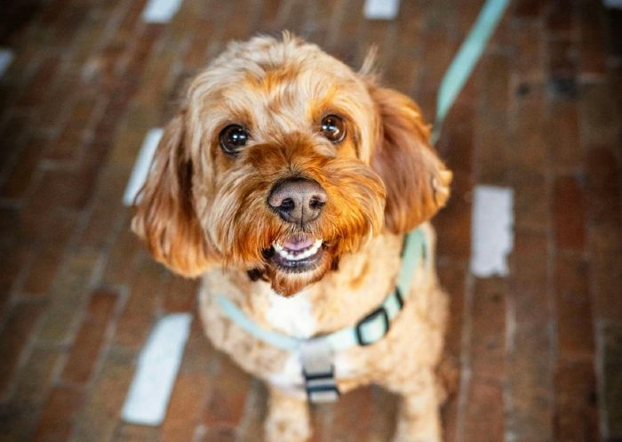 The White Cockatoo, Petersham - Credit: The White Cockatoo Dog, The White Cockatoo, Petersham - Credit: The White Cockatoo