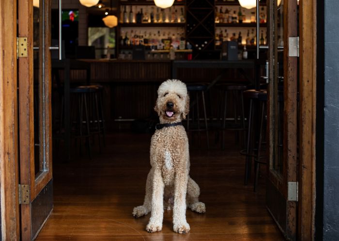 Forrester's, Surry Hills - Credit: Kitti Gould Dog at doorway, Forrester's, Surry Hills - Credit: Kitti Gould