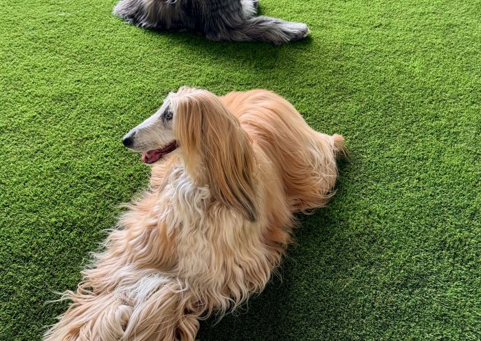 Dogs lying down, BabaG's Cafe and Grooming Salon, Saint Peters - Credit: BabaG's Cafe and Grooming Salon