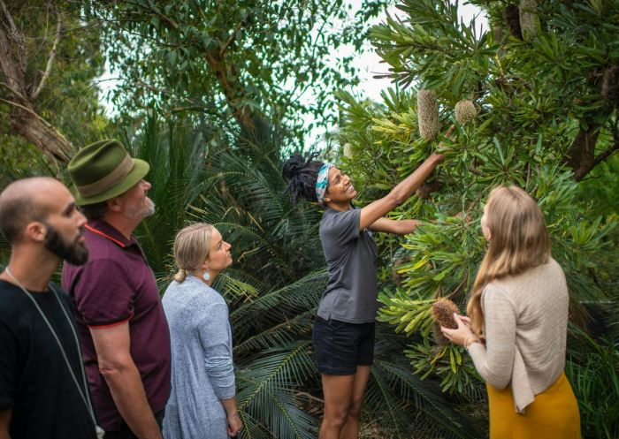 アボリジニのハーバー ヘリテージ ツアー、ロイヤル植物園 シドニー・シティ王立植物園でのアボリジニの港遺産ツアー