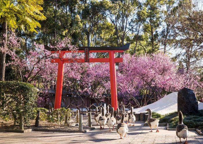 Gänse laufen unter einem Torii-Tor mit Kirschblütenbäumen hindurch, Botanischer Garten Auburn, Auburn