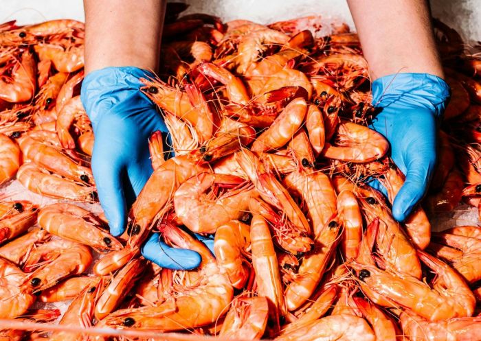 Prawns at the Sydney Fish Market - Credit: Sydney Fish Market